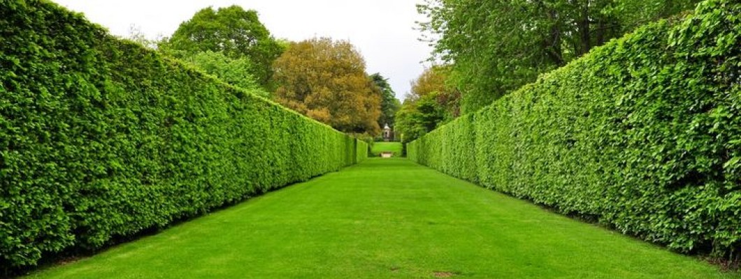 How to Trim Your Hedges